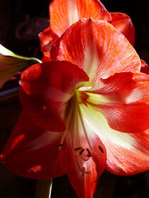 Star-Gazer Lily in the Sun by Sally White