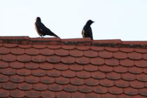 Zwei Raben auf einem Dach  by Gerda Hutt