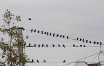 Tauben auf Strommasten by Gerda Hutt