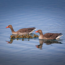 Graugans Familie am See - Greylag goose family at the lake by Stephan Hockenmaier