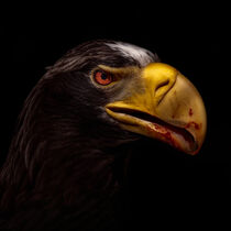 Riesenseeadler Portrait - Steller sea eagle portrait von Stephan Hockenmaier