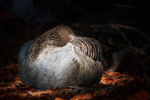 Grauganz im Lichtschein - Greylag goose in the light by Stephan Hockenmaier