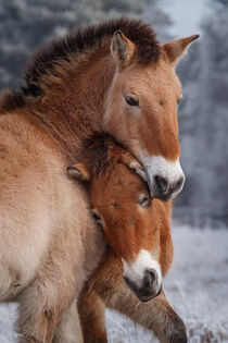 Pferdeliebe - horse love von Stephan Hockenmaier