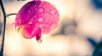 Regentropfen auf einer Blüte by lichtbilder