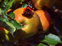 Apfel mit Schmetterling by Edgar Schermaul