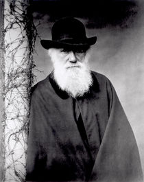 Portrait of Charles Darwin  von Julia Margaret Cameron