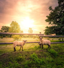 Zwei Schafe auf der Weide am Cospudener See Markkleeberg von lichtbilder