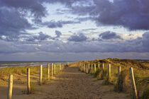 Beautiful path in the dunes of the North Holland Dune Reserve by Susanne Fritzsche