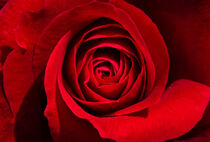 Red rose von h3bo3