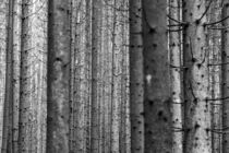 Trees von Michael Mayr