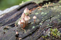 Magic Mushrooms by Michael Mayr