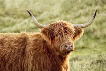 Portrait of a Scottish Highland Cattle in the dunes of Holland 3 von Susanne Fritzsche