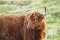 Portrait of a Scottish Highland Cattle in the dunes of Holland 2 by Susanne Fritzsche