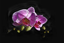 Project "PhotoArt" - Orchid von Michael Mayr