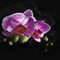 Photoart-orchidee-mg-5011
