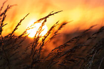 Cropfield sunset by h3bo3