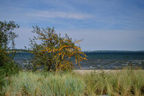 Sanddorn bei Flensburg Ostsee von Robert West