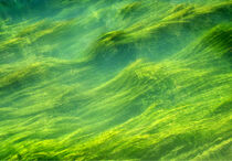 Seaweed abstraction by Kosta Morr