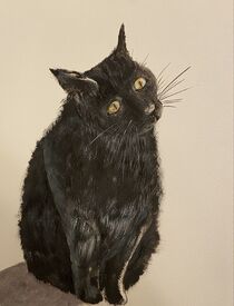 Black cat von Myungja Anna Koh