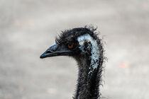 Alter Emu by pvphotography