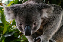 Koala mit wachem Blick von pvphotography