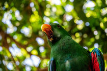 Schreiender Papagei von pvphotography