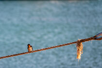 Junger Vogel auf altem Seil von pvphotography