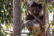 Koala schläft im Bau, von pvphotography