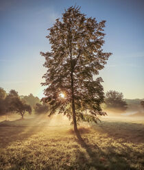 Morgennebel im Park by lichtbilder