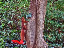 Eichhörnchen by Edgar Schermaul