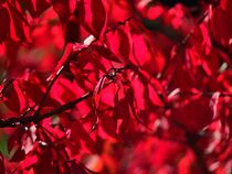 rotes Herbstlaub von Edgar Schermaul