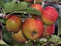 Äpfel nach dem Regenschauer von Edgar Schermaul