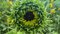 Sonnenblume  von claudia Otte