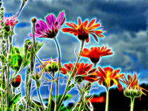 Gartenblumen vor blauem Himmel by Edgar Schermaul