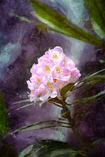 'Beautiful Flower' von Phil Perkins