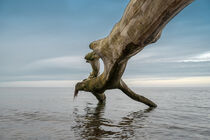 Baumstamm in der Ostsee by Stephan Zaun
