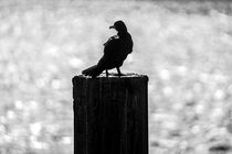 Vogel von Stephan Zaun