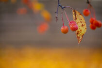 Beeren im Herbst  von jivan21