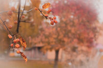 Herbstlaub von jivan21