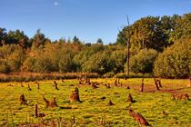 Baumstümpfe im Moor von Edgar Schermaul
