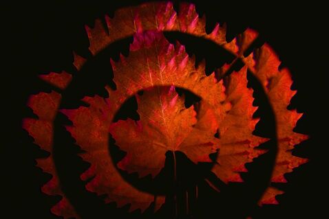 Herbst-fractal-2