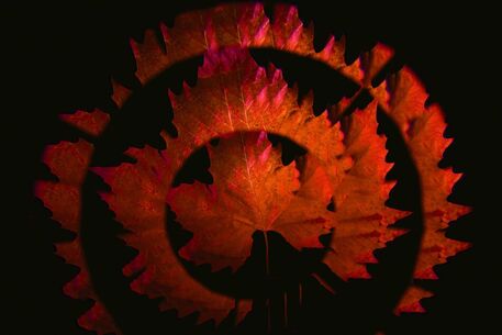 Herbst-fractal-2