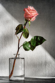 Still Life Rose by Phil Perkins
