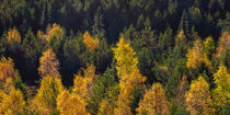 Wald bei Kaltenbronn im Schwarzwald by dieterich-fotografie