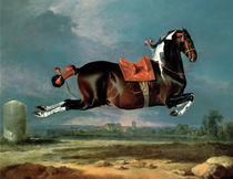 The piebald horse 'Cehero' rearing  by Johann Georg Hamilton