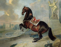 The dark bay horse 'Valido' performing a Levade movement  by Johann Georg Hamilton