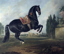 A black horse performing the Courbette  by Johann Georg Hamilton