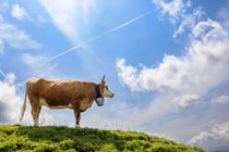 Kuh im Allgäu by Dirk Rüter