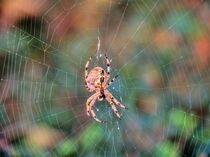 Spinnennetz mit Spinne von Edgar Schermaul