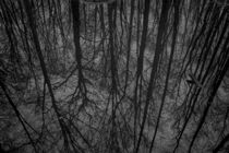 Spiegelung von Baumkronen in einem sumpfigen Gewässer von ullrichg